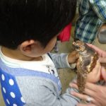 千葉県 観光 鴨川シーワールド 海亀 ウミガメの赤ちゃん