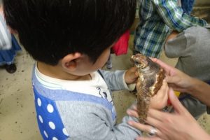 千葉県 観光 鴨川シーワールド 海亀 ウミガメの赤ちゃん